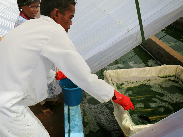 Récolte de la spiruline trame et cadre de filtration