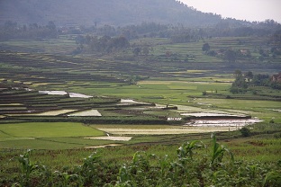 Madagascar Esperanza rizière près d`Antsirabe2