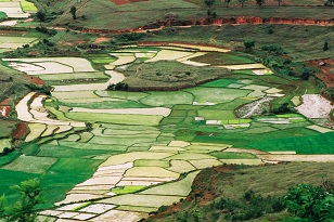 Madagascar Esperanza rizière