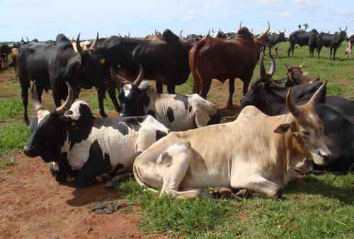 Zébus près de Tsiroanomandidy, Madagascar